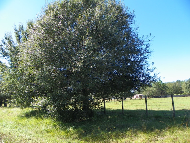 LAUREL OAK quercus Laurifolia 6 Live Seedlings Guaranteed - Etsy