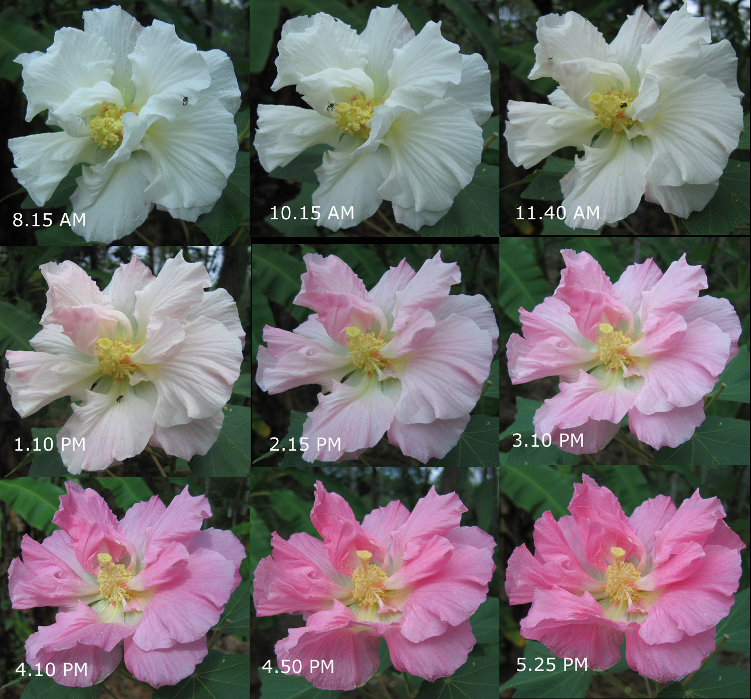 My Image 5