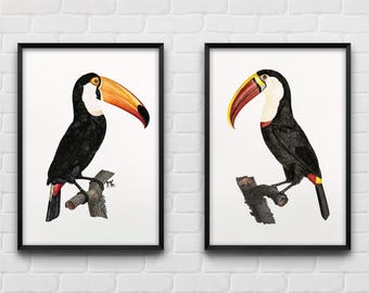 Toucan Art Prints Set, Vintage Birds Drawing Posters, Nature Gift