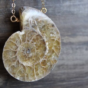 May include: A gold chain necklace with a large, fossilized ammonite pendant. The ammonite is a spiral-shaped shell with a light brown and cream color.