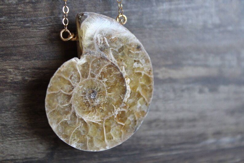 May include: A gold chain necklace with a large, fossilized ammonite pendant. The ammonite is a spiral-shaped shell with a light brown and cream color.