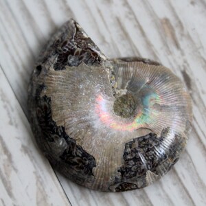 May include: A fossilized ammonite with iridescent colors, showing a spiral pattern and a dark brown outer shell. The ammonite is on a white wooden surface.