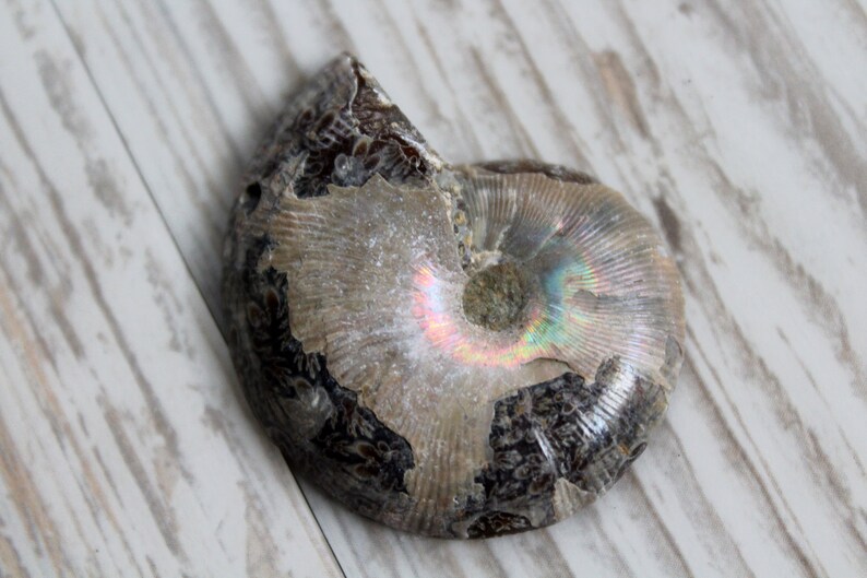 May include: A fossilized ammonite with iridescent colors, showing a spiral pattern and a dark brown outer shell. The ammonite is on a white wooden surface.