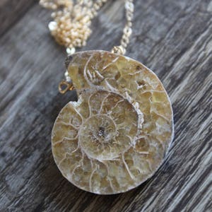 May include: A gold chain necklace with a large, fossilized ammonite pendant. The ammonite is a spiral-shaped shell with a light brown and cream color.
