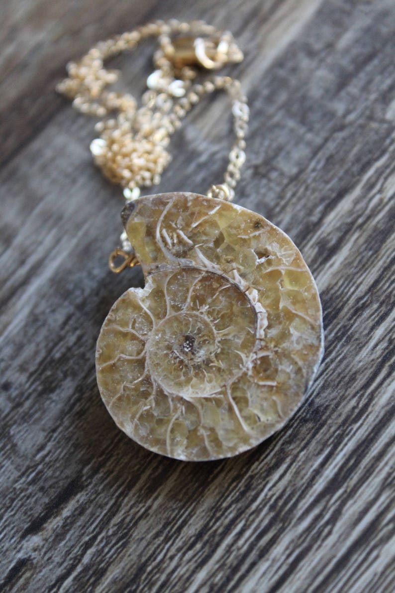 May include: A gold chain necklace with a large, fossilized ammonite pendant. The ammonite is a spiral-shaped shell with a light brown and cream color.