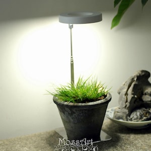 May include: A white lamp with a circular light fixture illuminates a small potted plant with green grass. The plant is in a dark grey pot. The lamp is on a white surface.