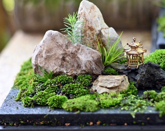 Moss Table Garden Kit: HymolonBox planter for Fairy Garden, Miniature, Micro Landscape, terrarium