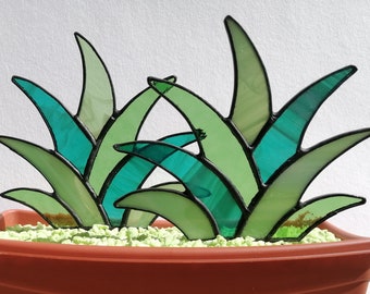 Set of 2 Green Succulent Stakes. Stained Glass Agave PLANT ONLY (No Pot)