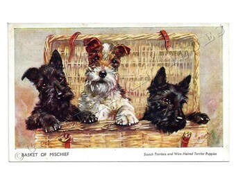 Vintage Colour Postcard of Scotch & Wire Haired Terrier Puppies by Mabel Gear Basket of Mischief c.1950s