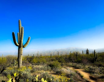 May include: A tall, green saguaro cactus stands in the foreground of a desert landscape. The cactus has multiple arms and is surrounded by smaller cacti and shrubs. The background features a hazy mountain range under a clear blue sky.