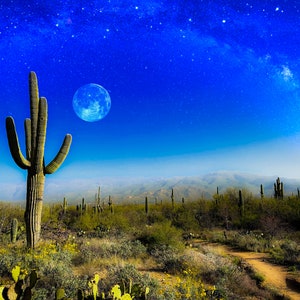 Saguaro 11