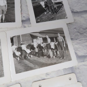 Lote de 11 fotos vintage de la década de 1940 País Agricultura Vacas Jóvenes Rural Ontario n1 imagen 5