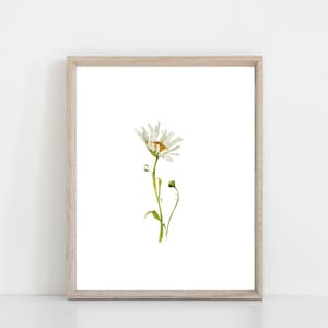 Impression d'art aquarelle marguerite blanche