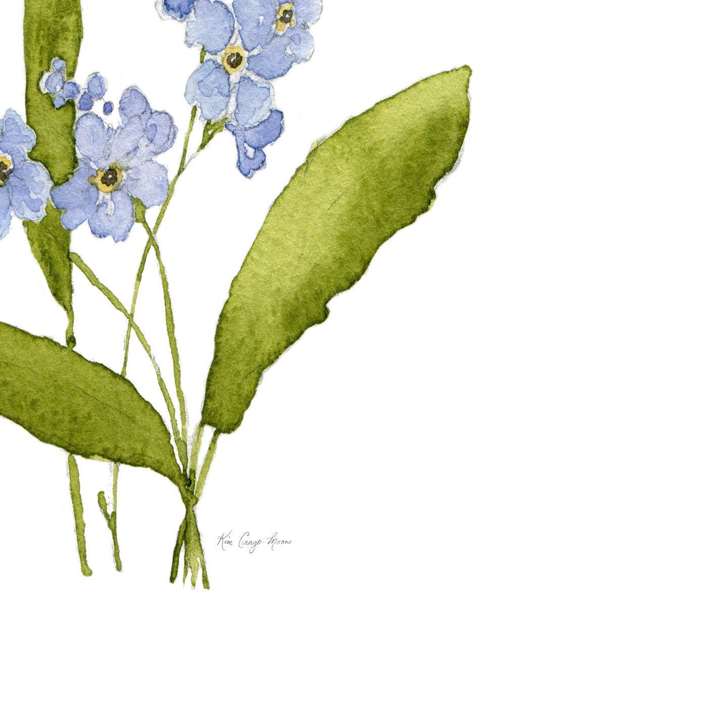 blue forget me not flowers 2021 watercolor  Postcard for Sale by  ColorandColor