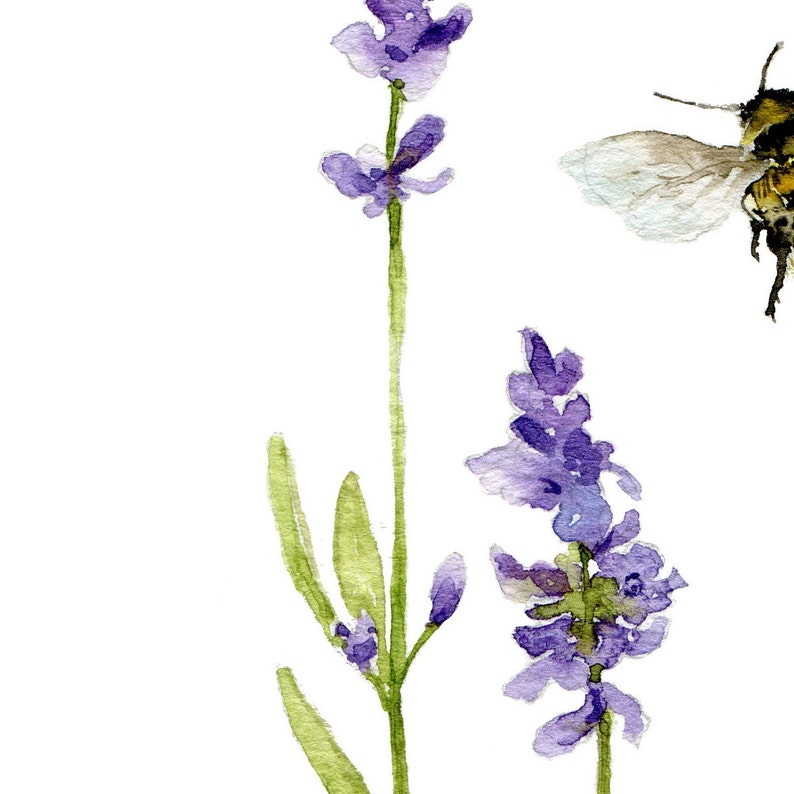 Lavender and Bee Watercolor Art Print image 2