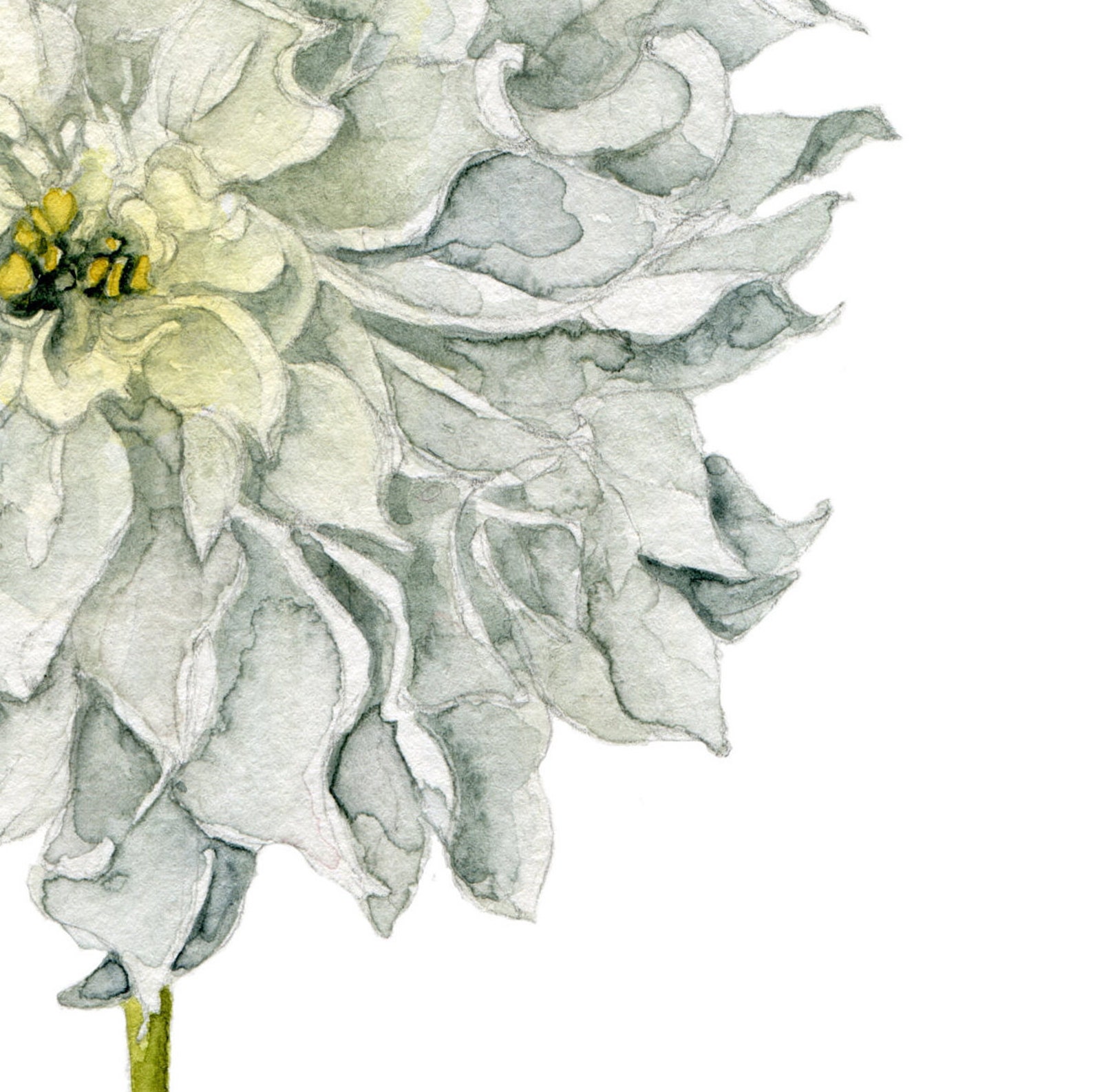 White chrysanthemum watercolor printable wall art 8 x 10 art Etsy Schweiz