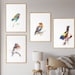 Birds Gallery Wall Set of 4 Art Prints, Colorful Birds Wall Decor, Bird ...