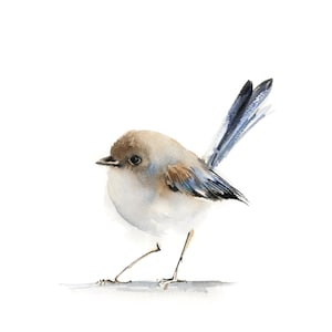 Puede incluir: Pintura a la acuarela de un p&aacute;jaro peque&ntilde;o con cabeza marr&oacute;n claro, pecho blanco y plumas de cola azules. El p&aacute;jaro est&aacute; de pie sobre una superficie gris sobre un fondo blanco. La obra de arte tiene un estilo suave y delicado.
