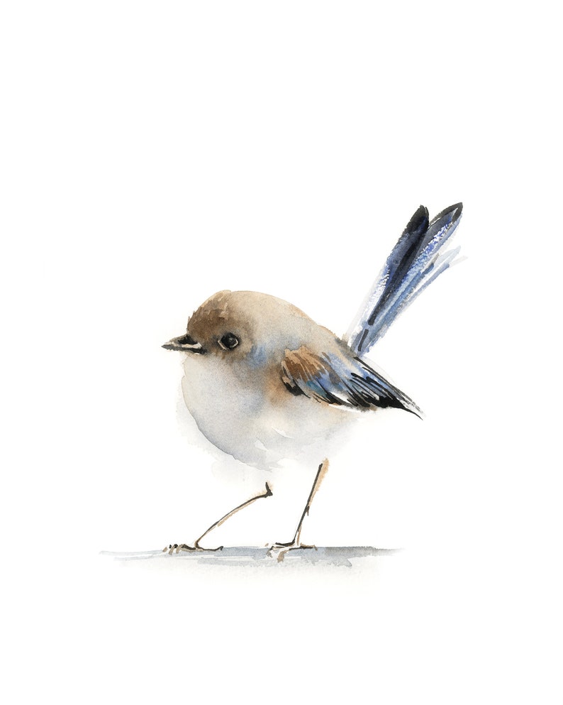 Puede incluir: Pintura a la acuarela de un p&aacute;jaro peque&ntilde;o con cabeza marr&oacute;n claro, pecho blanco y plumas de cola azules. El p&aacute;jaro est&aacute; de pie sobre una superficie gris sobre un fondo blanco. La obra de arte tiene un estilo suave y delicado.