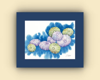 Sea Urchins Watercolor Print 11x14 matted print