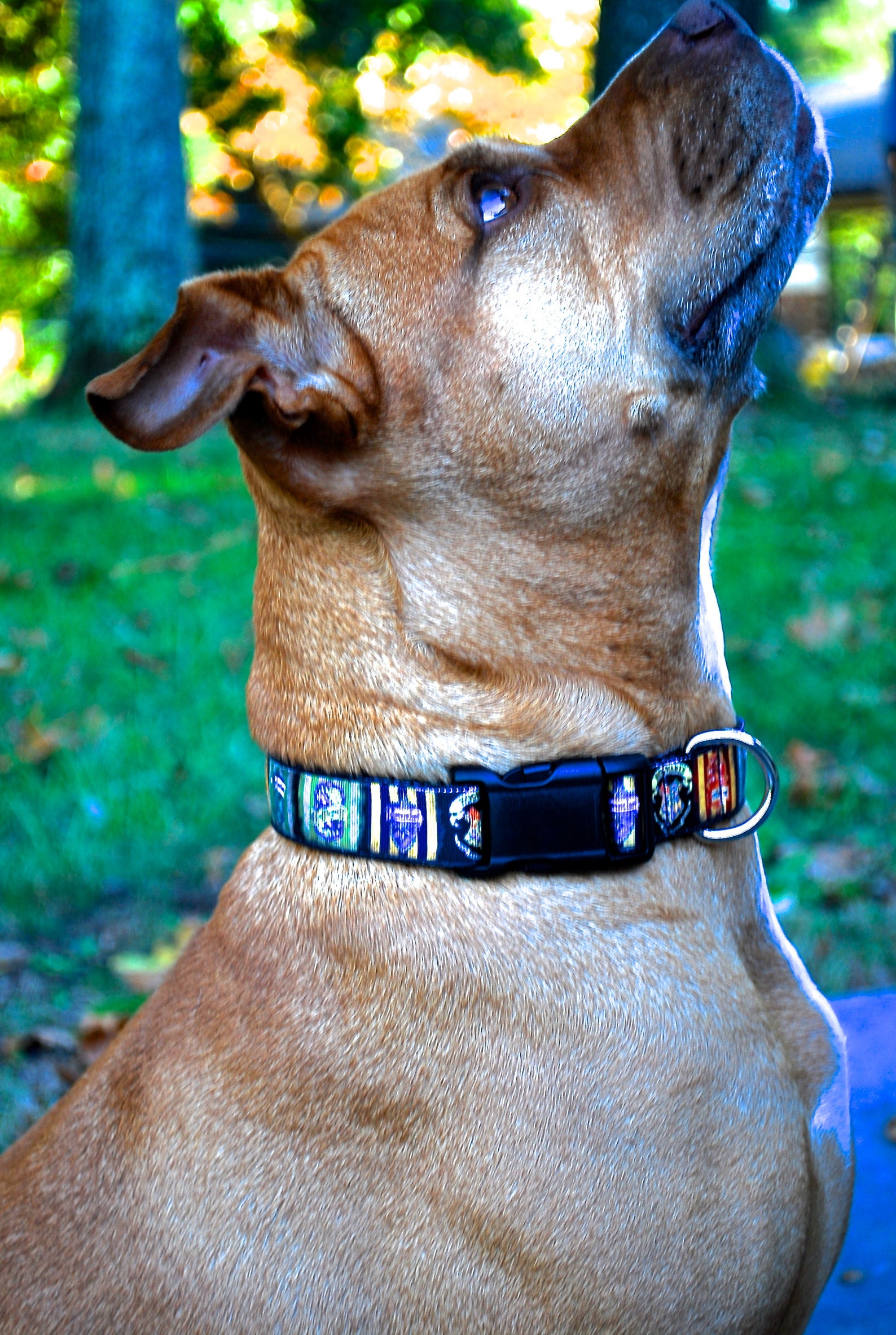 Wizarding Dog Collar Wizard House Dog Collar Magic Dog Etsy