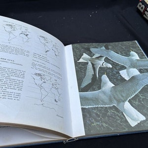 Birds of the Atlantic Ocean -text by Ted Stokes -paintings by Keith ...