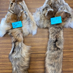 Coyote face and tail, sewed together. Tanned hide, ears intact but a little stiff, tails are in beautiful shape, hunters, trappers, cabin