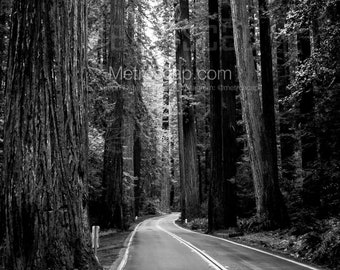 Redwood National Park Black and White Pictures | Black and White us 101 redwood national park Wall Art. Redwood National Park Office Art