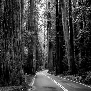 Redwood National Park Black and White Pictures | Black and White us 101 redwood national park Wall Art. Redwood National Park Office Art