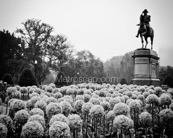 Boston Pictures Black & White. George Washington Statue Public Garden Black And White Wall Art. Boston Black And White Photography