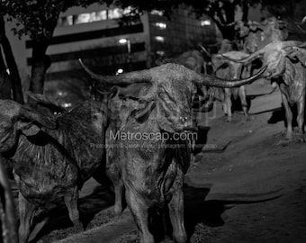 Dallas Black and White Pictures | Black and White cattle statues pioneer plaza Wall Art. Dallas Office Art