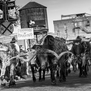 Fort Worth Black and White Pictures | Black and White stockyard cattle drive Wall Art. Fort Worth Office Art