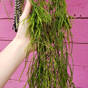 Sausage chain cactus (Rhipsalis clavata) live plant 2 inch pot hanging trailing plants