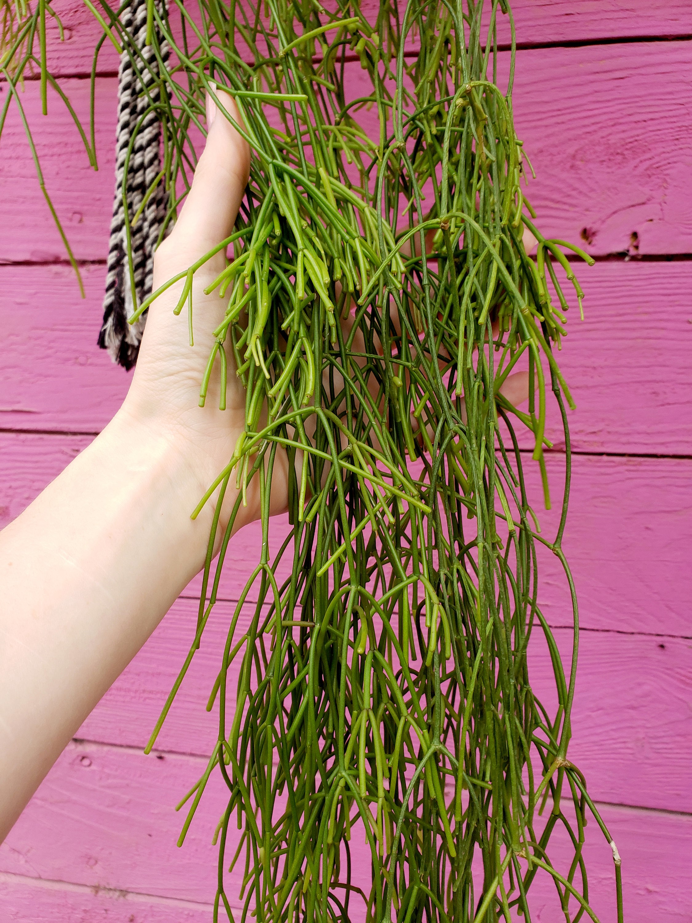 Sausage chain cactus (Rhipsalis clavata) live plant 2 inch pot hanging trailing plants