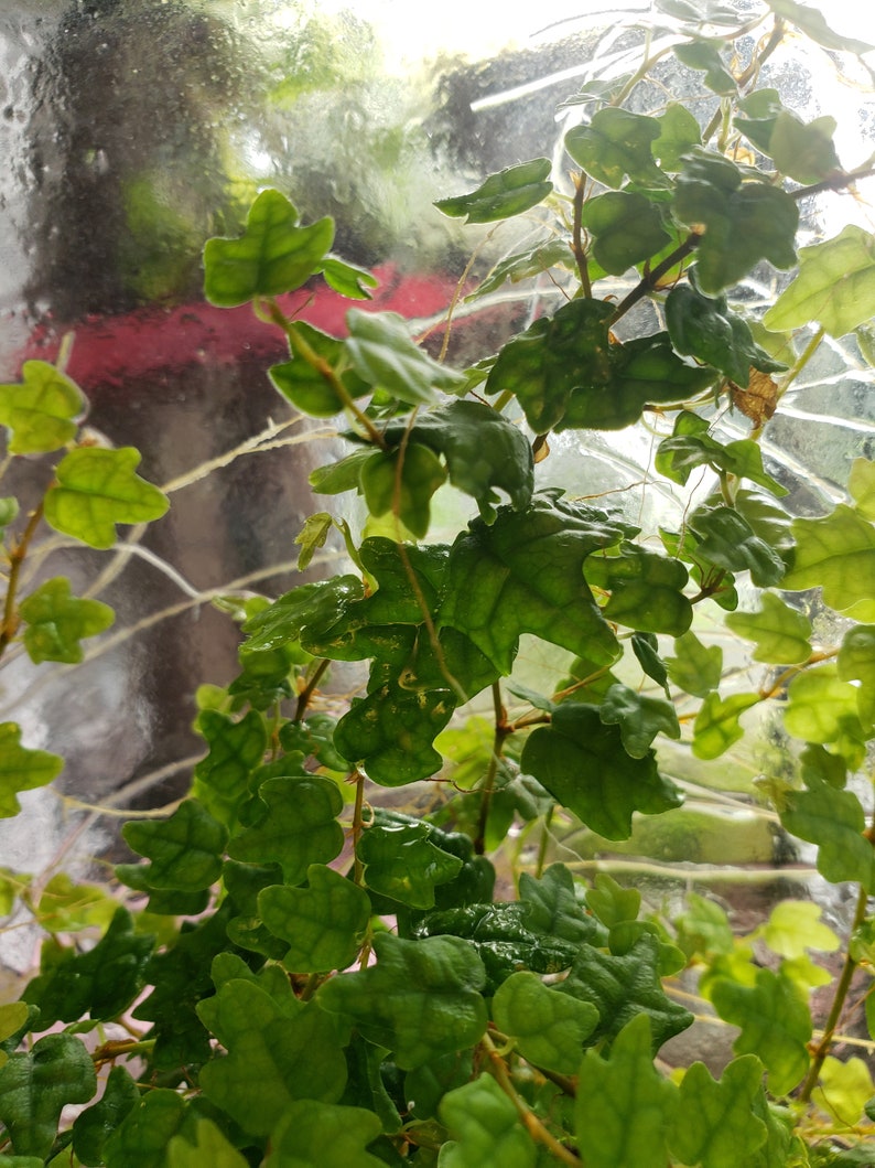 PastelAlienShop Oakleaf Creeping Fig - Thumbnail 4
