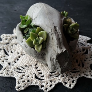 May include: A concrete skull planter with a small succulent plant growing inside. The planter is sitting on a white crocheted doily.