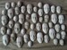 Creepy cement face decorations for potted plants or fairy gardens 