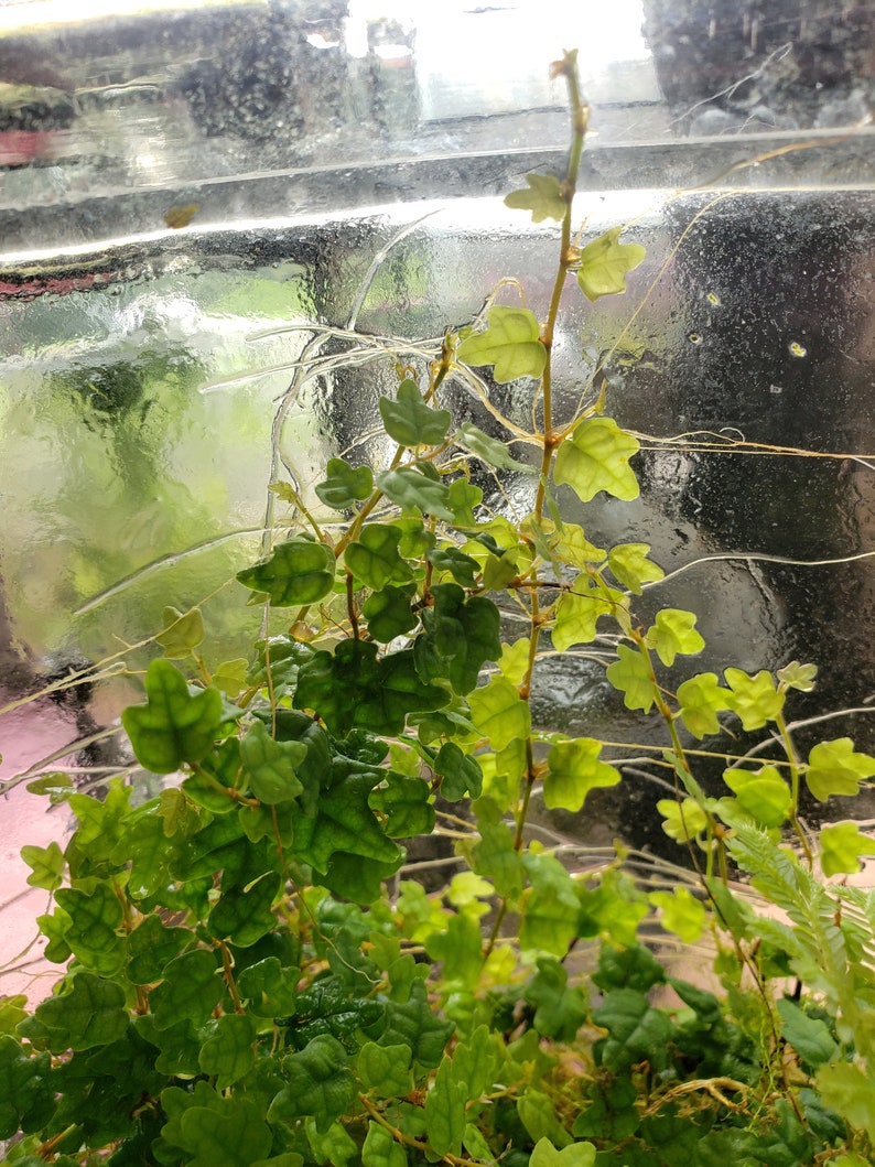 PastelAlienShop Oakleaf Creeping Fig - Thumbnail 3