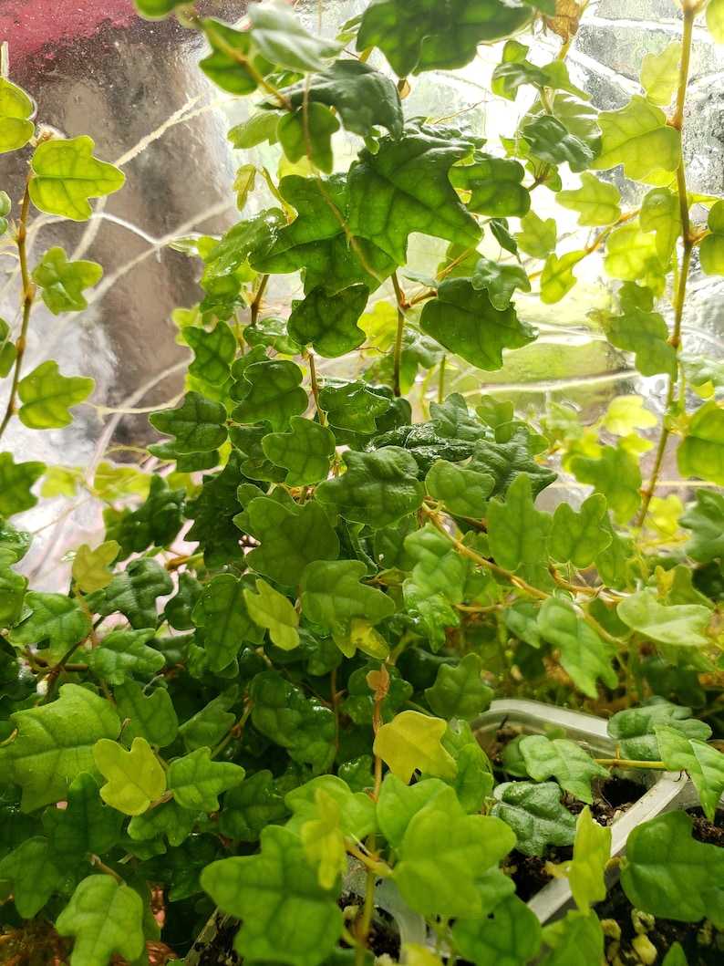 PastelAlienShop Oakleaf Creeping Fig