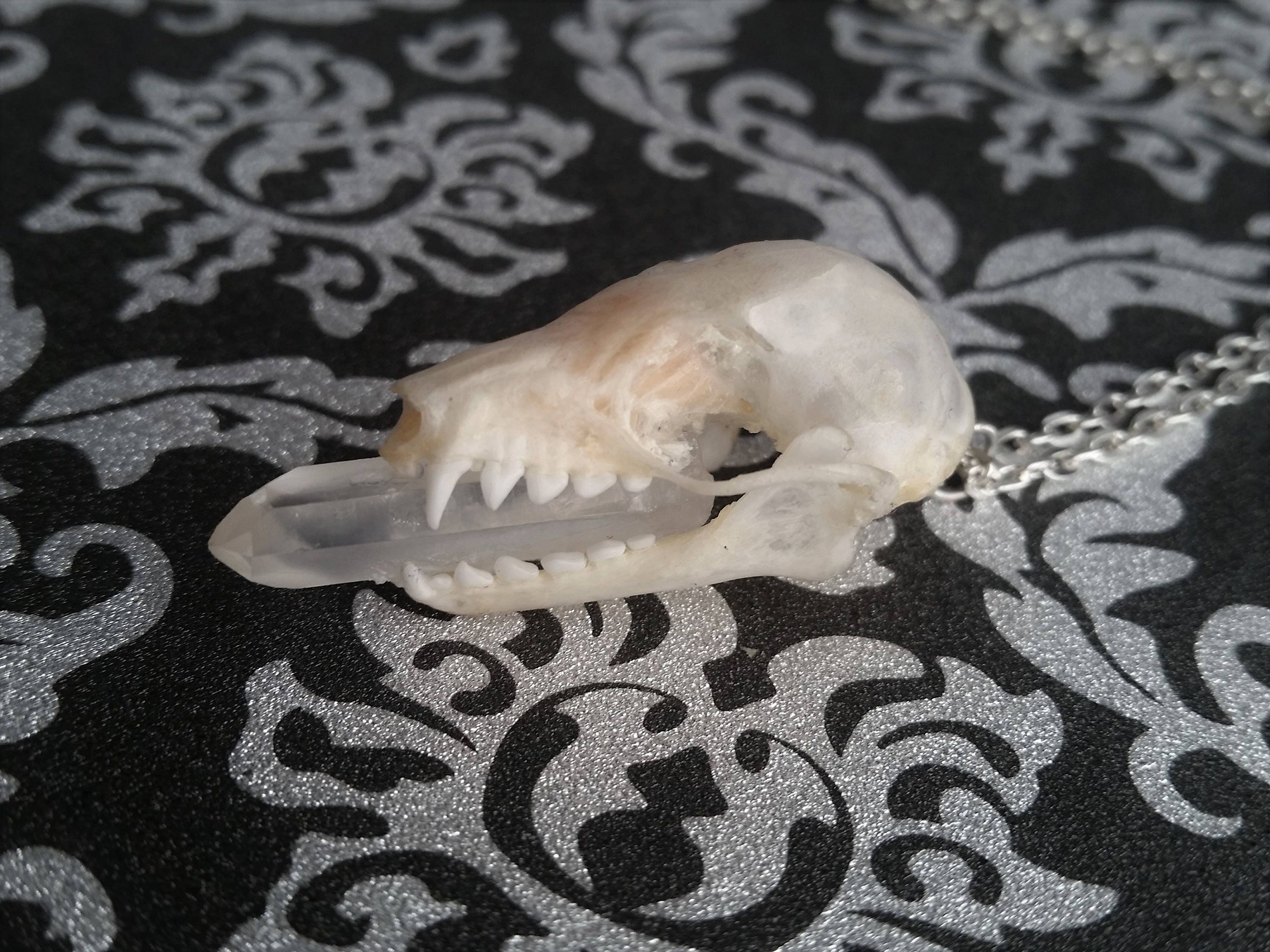 Real bat skull quartz crystal point oddities necklace