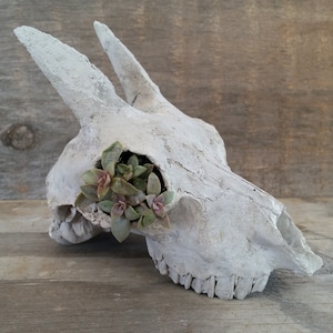 May include: A white concrete animal skull planter with a small succulent plant growing out of the eye socket.
