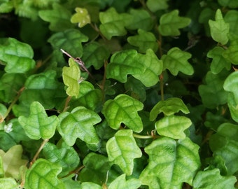 Miniature Oakleaf Creeping Fig (Ficus pumila Quercifolia) string of frogs live plant 2 inch pot terrarium plants