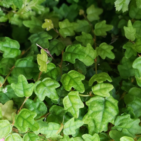Miniature Oakleaf Creeping Fig (Ficus pumila Quercifolia) string of frogs live plant 2 inch pot terrarium plants