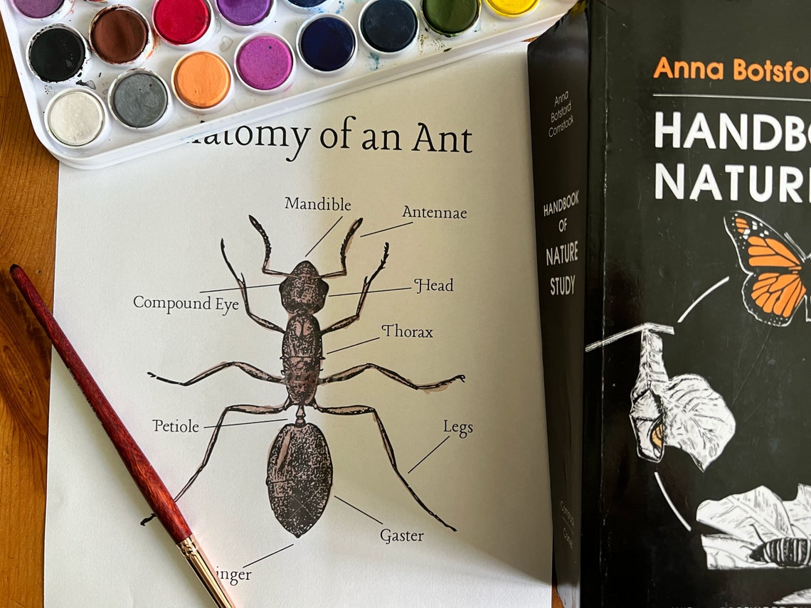Anatomy of an Ant Nature Study Printable | Nature Journal | Homeschool ...