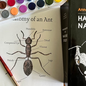 Anatomy of an Ant Nature Study Printable | Nature Journal | Homeschool | Forest School | Preschool | Kindergarten |Waldorf|Montessori