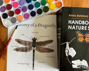 May include: A close-up of a dragonfly anatomy chart with labeled parts, including the fore wing, hind wing, abdomen, anal appendages, legs, mandible, compound eye, and synthax. A watercolor paint set and a book titled "Handbook of Nature Study" are visible in the background.