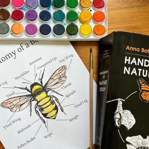Anatomy of a Bee Nature Study Printable | Nature Journal | Homeschool | Forest School | Preschool | Kindergarten | Waldorf | Montessori