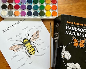 Anatomy of a Bee Nature Study Printable | Nature Journal | Homeschool | Forest School | Preschool | Kindergarten | Waldorf | Montessori