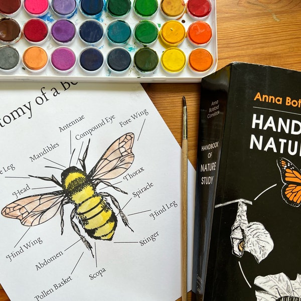 Anatomy of a Bugs Nature Study Printable Bundle | Nature Journal | Homeschool | Forest School | Preschool | Kindergarten | Morning Menu