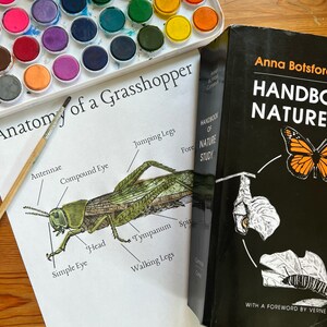 Anatomy of a Grasshopper Nature Study Printable | Nature Journal | Homeschool | Forest School | Preschool | Kindergarten |Waldorf|Montessori